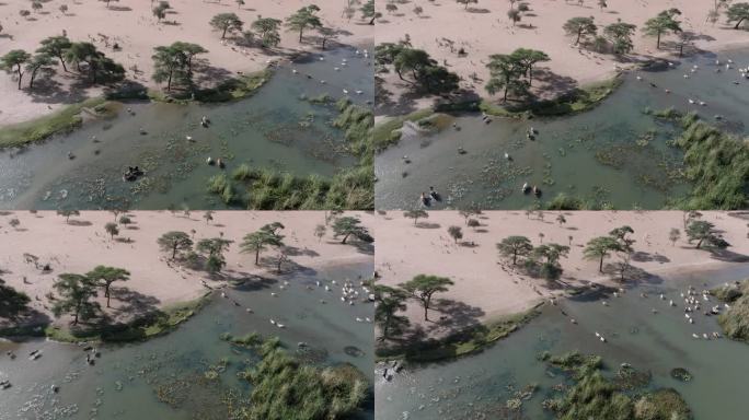 高空平移。一群富拉尼牛在北非撒哈拉沙漠萨赫勒地区贫瘠的土地上，从被污染的塞内加尔河饮水。干旱，气候变