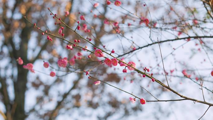 春日盛开的梅花花枝