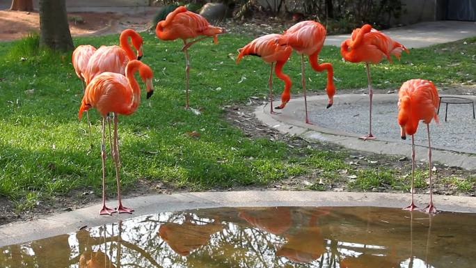 动物园火烈鸟羽毛鲜红闪亮，引游客前来观赏