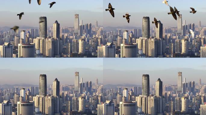 4K升格实拍一群鸽子飞过城市上空