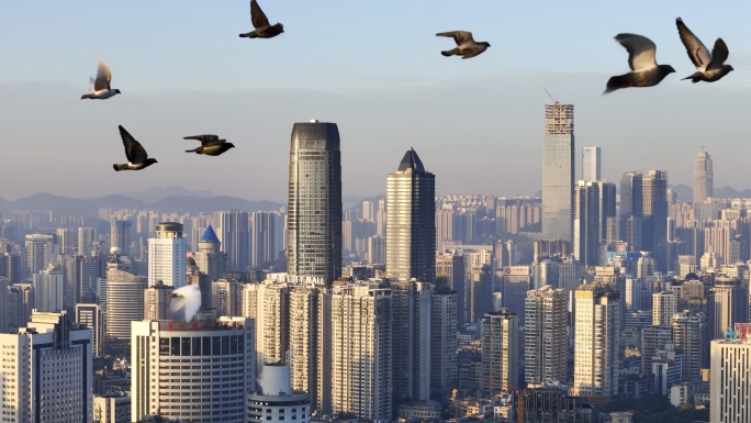 4K升格实拍一群鸽子飞翔在城市上空
