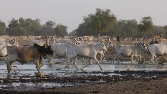 富拉尼牛从被污染的塞内加尔河流出。萨赫勒，撒哈拉沙漠，北非。干旱，气候变化，沙漠化