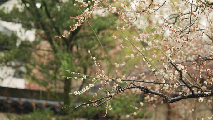 初春烟雨中的兰溪芥子园