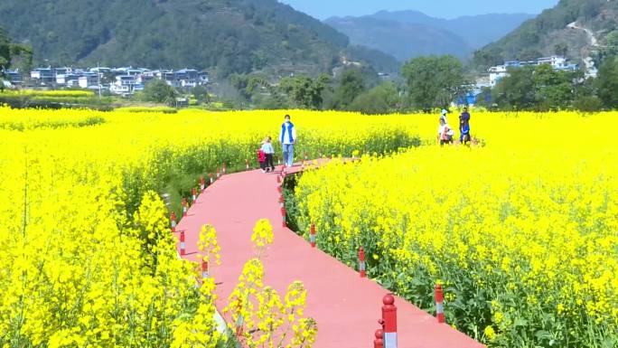 油菜花海 春暖花开 油菜花 金黄的油菜花