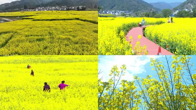 油菜花海 春暖花开 油菜花 金黄的油菜花