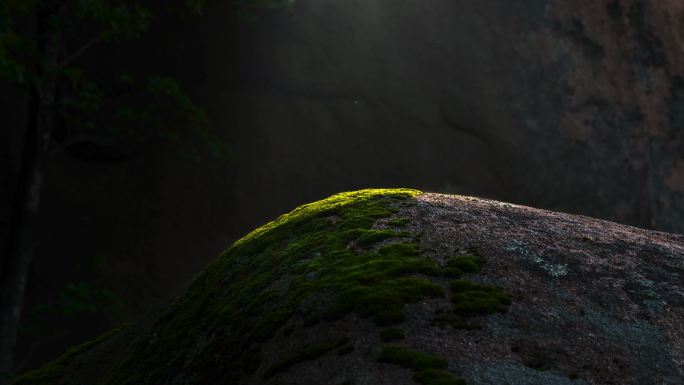 阳光照在苔藓上面