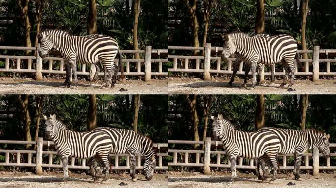 上海动物园斑马外形奇特，吸引游客前来观赏