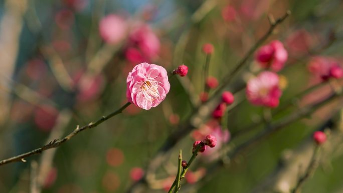 春日盛开的梅花花枝