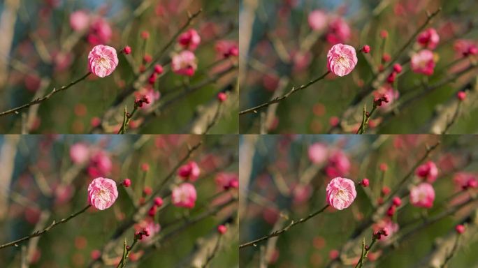 春日盛开的梅花花枝