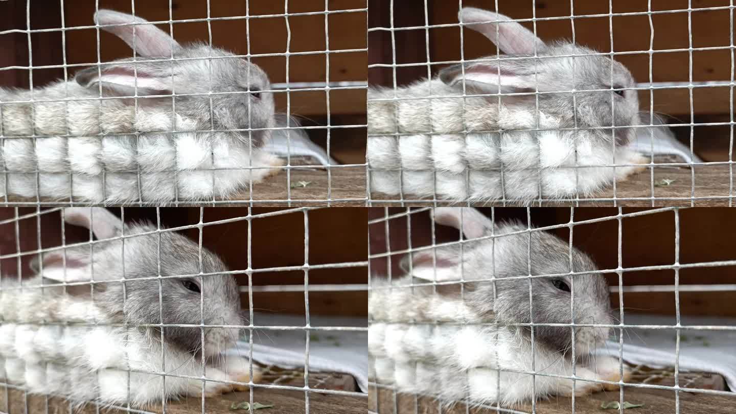 笼子里有一只可爱的灰兔宝宝，可爱的宠物