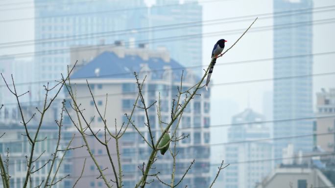 红嘴蓝鹃-鸟类站在枝头捕食小虫子