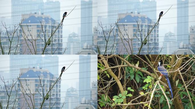 红嘴蓝鹃-鸟类站在枝头捕食小虫子