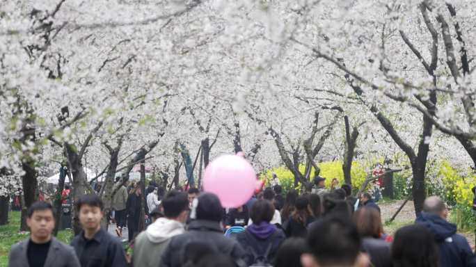 4K超清武汉东湖樱园大气唯美樱花