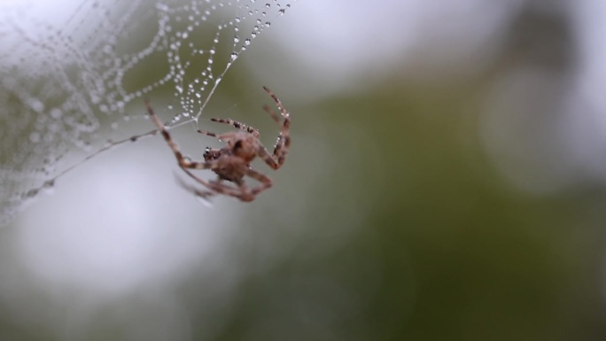 在一个寒冷的雨后早晨，蜘蛛和网被水滴覆盖。