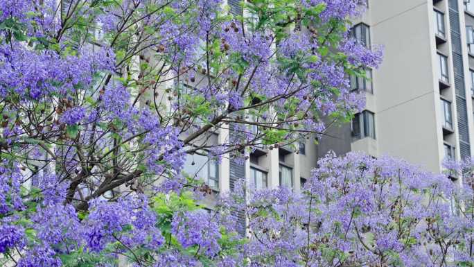 成都蓝花楹街道城市公交车绿化4k