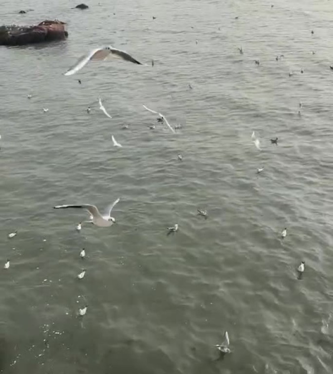 海边飞翔的海鸥