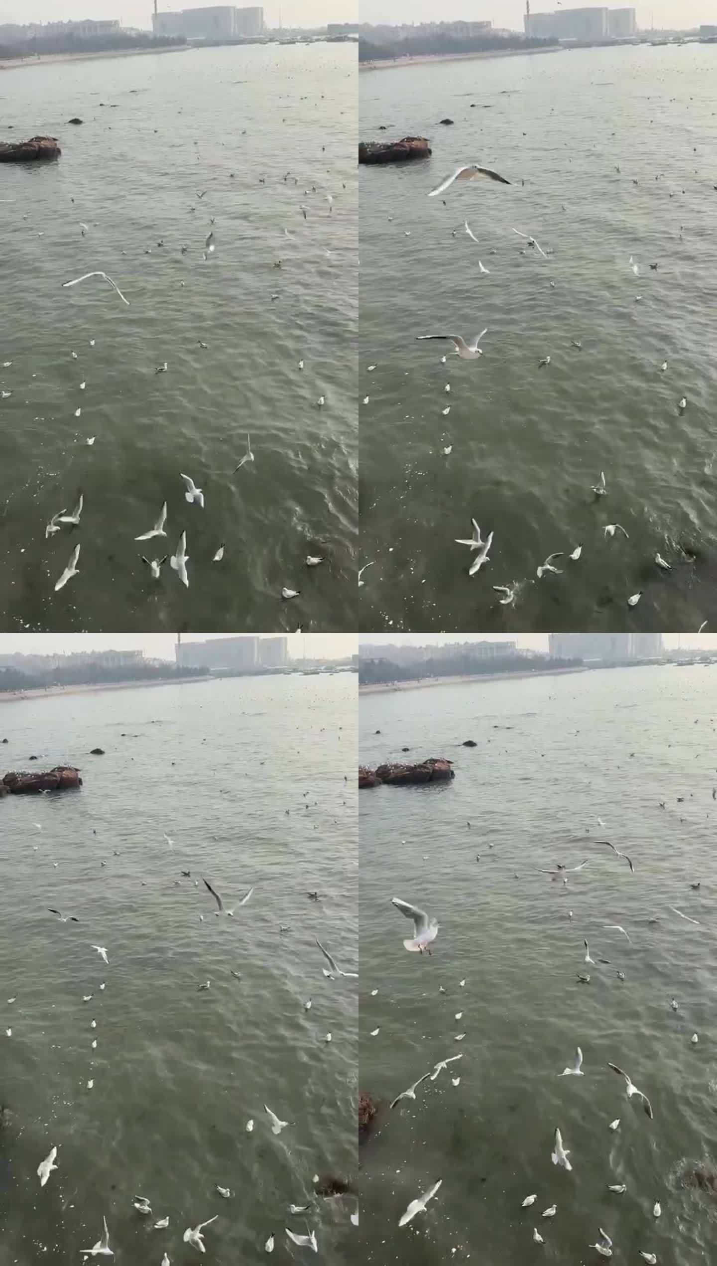 海边飞翔的海鸥