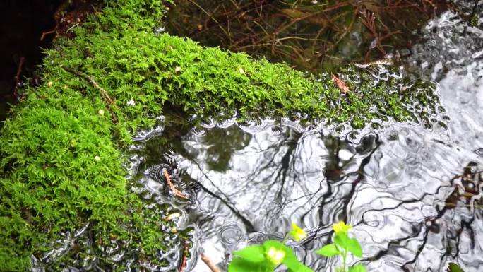 绿苔生长在靠近缓慢流动的水的潮湿森林里。美国