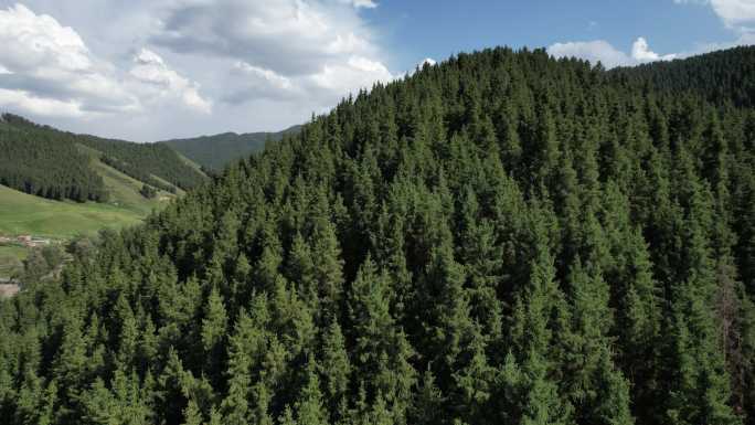 天山 绿色山脉 晴空万里 森林