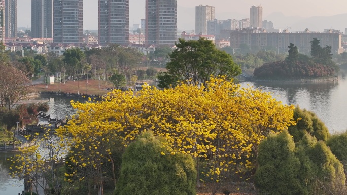 黄花风铃木开放在瑞丽市弄莫湖公园