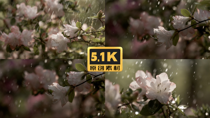 5K-杜鹃花开，雨中杜鹃，雨中花朵