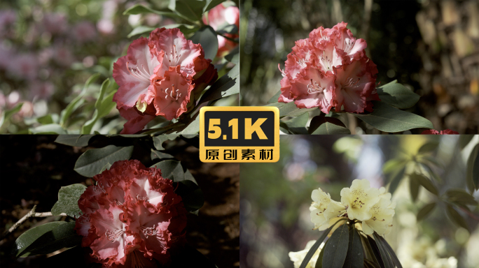 5K-杜鹃花开，高山杜鹃花开姹紫嫣红杜鹃