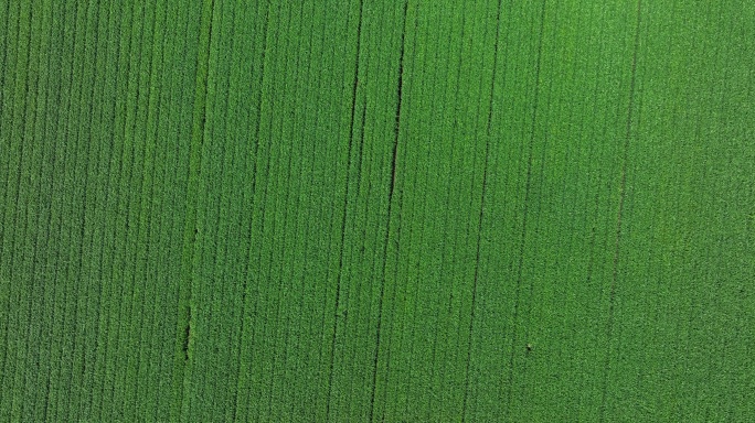 绿色的农田