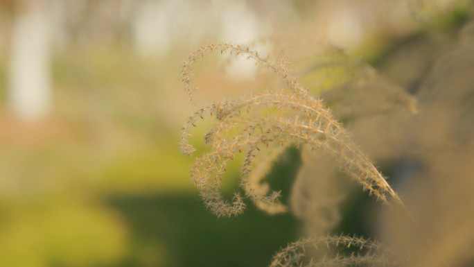 阳光微风中的芦苇花