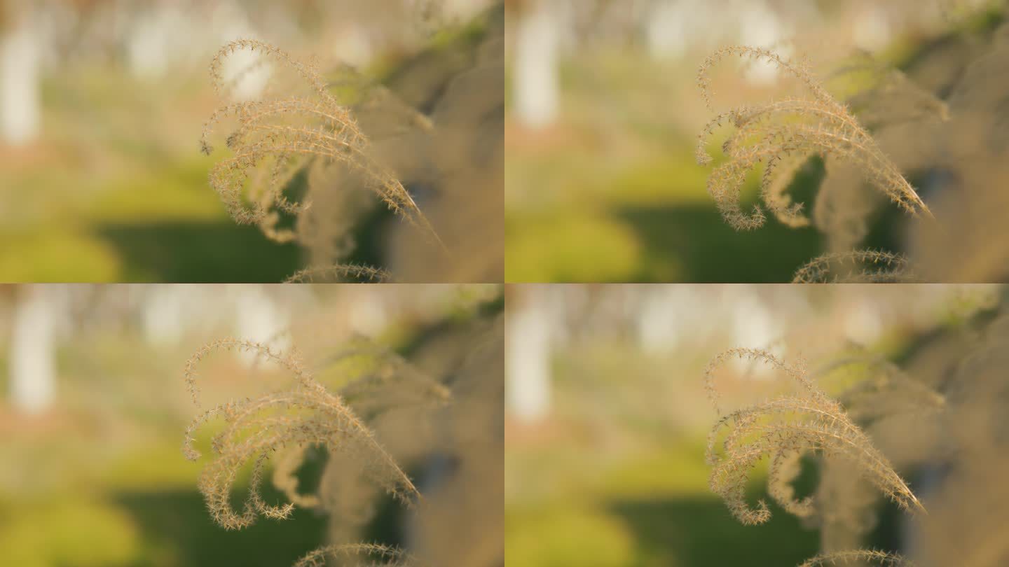阳光微风中的芦苇花