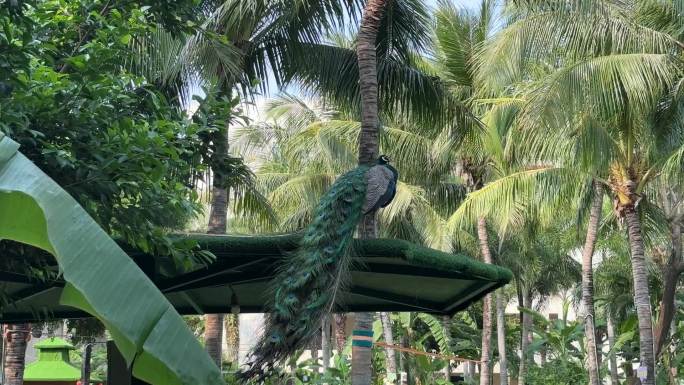 孔雀自然风景热带雨林公园