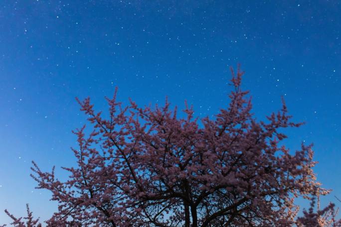 杏花星空