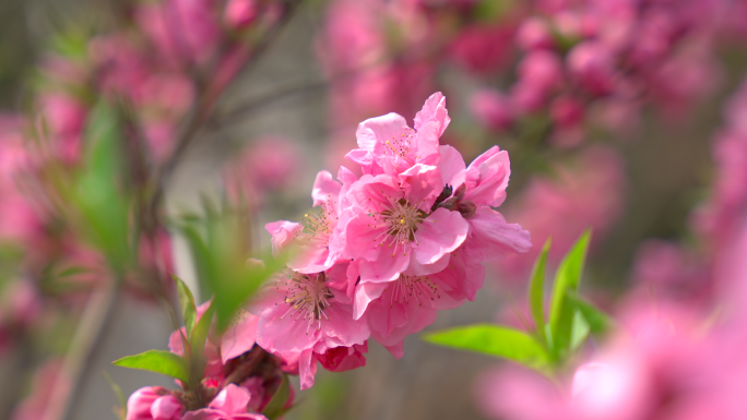 春天盛开的桃花特写