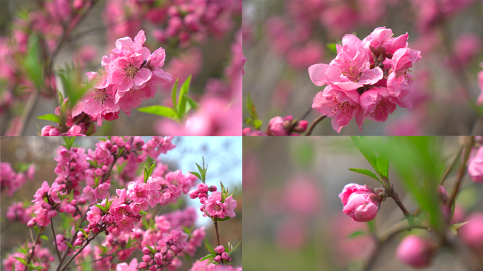 春天盛开的桃花特写