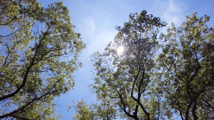 夏天阳光穿过树林树叶子自然风景视频素材5