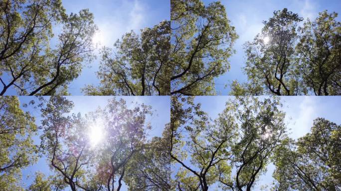 夏天阳光穿过树林树叶子自然风景视频素材5