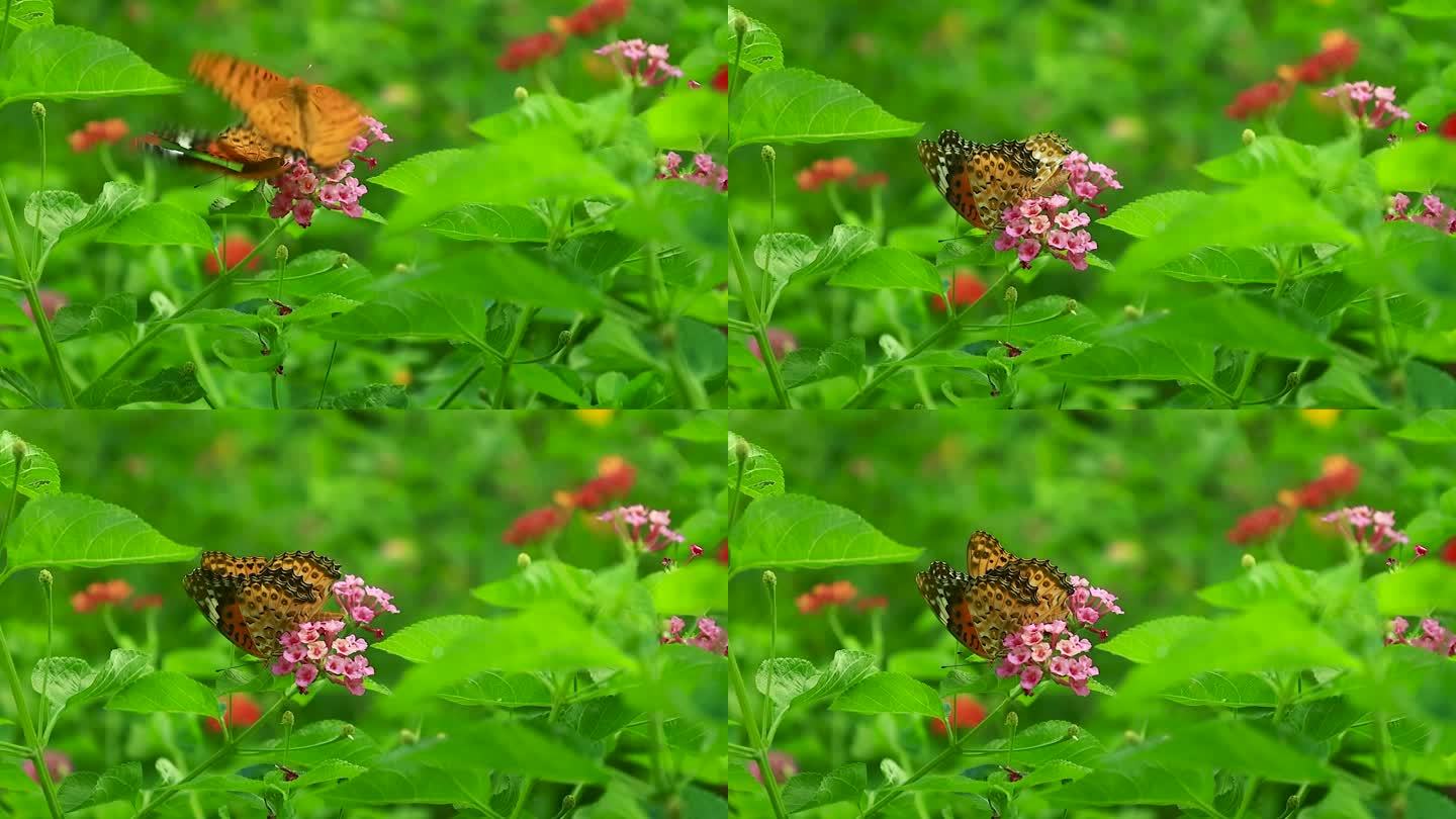花丛中的飞舞采蜜的蝴蝶慢镜