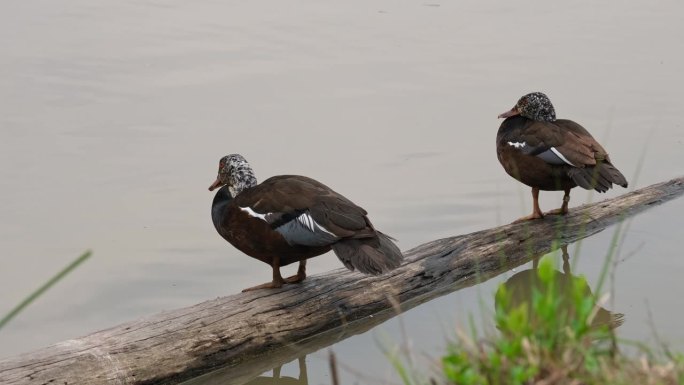 两只在原木上休息，一只在左边摇头，白翅鸭Asarcornis scuulata，泰国