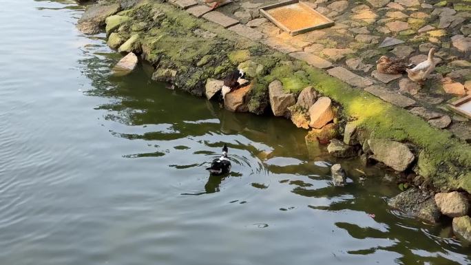 池塘边小鸭子白鹅鸭子游水