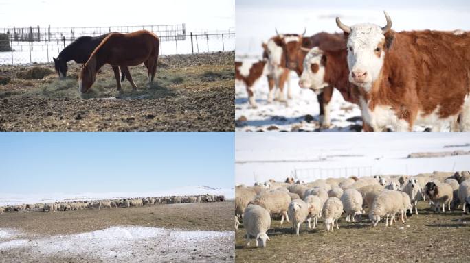 8K冬季草原牧场牛马羊