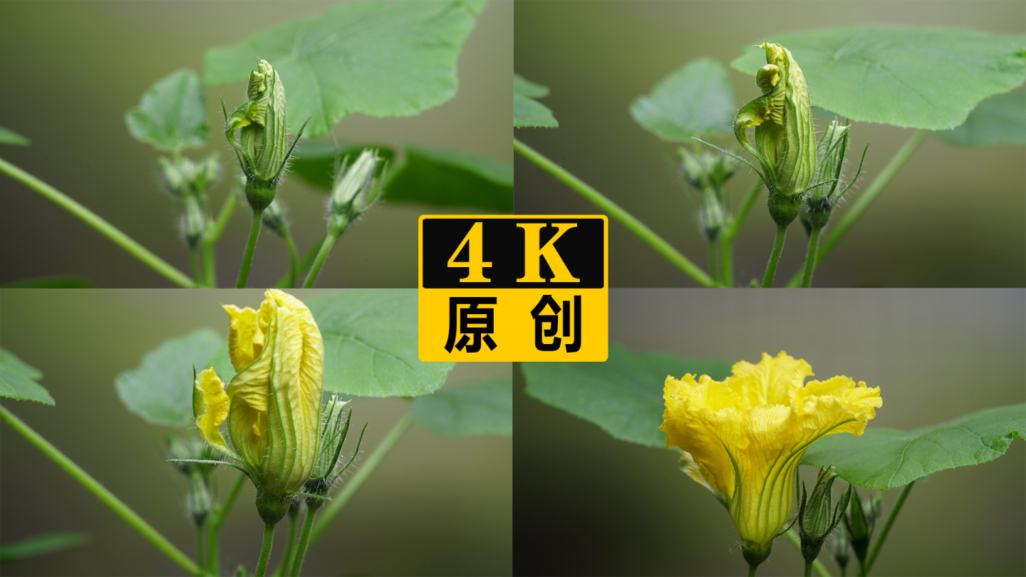 春天发芽开花