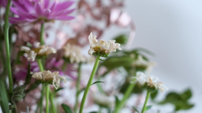 精品店的特写，展示了各种枯萎和干燥的白色野花。
