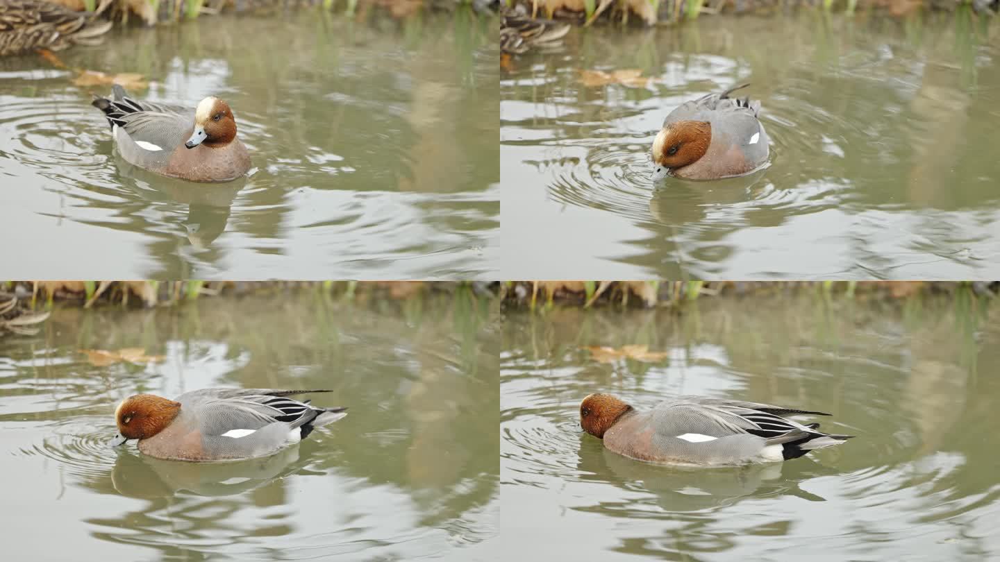 水上的水鸭子赤颈鸭