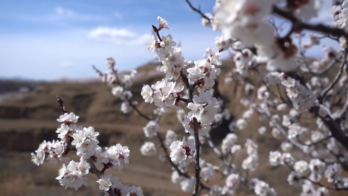 杏花盛开 丘陵地带 春季 百花盛开 唯美