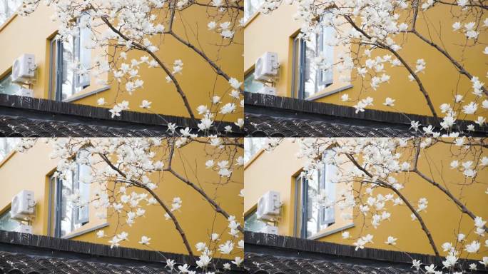上海龙华寺玉兰花在春天盛开