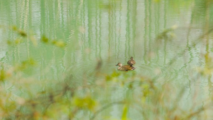 初春春水湖面上的水鸭