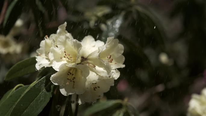 5K-雨中高山杜鹃，映山红花开，马缨花