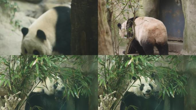 熊猫 国宝 成都大熊猫 熊猫谷 熊猫玩耍