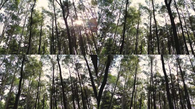 清晨阳光照耀下的松林
