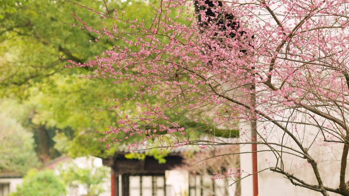 春天中式古典园林中的梅花