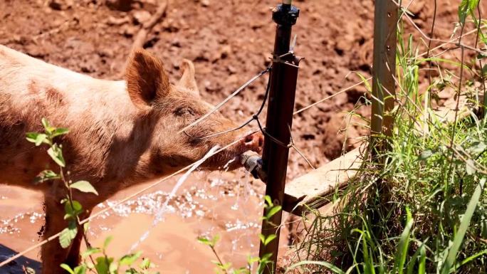 口渴的猪享受洒水器
